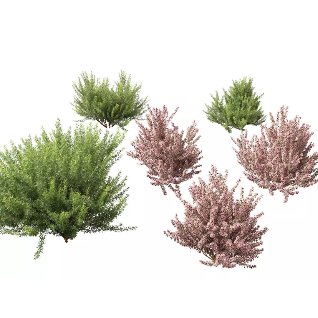 Leptospermum Scoparium 3D Model – Low Poly Game Asset, FBX, Blender - View 2
