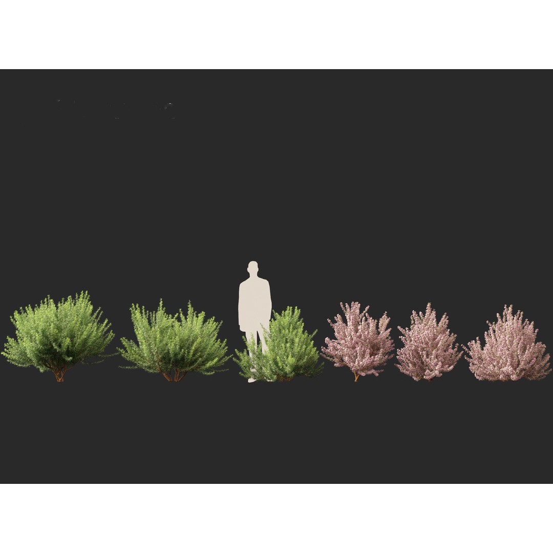 Leptospermum Scoparium 3D Model – Low Poly Game Asset, FBX, Blender - View 3
