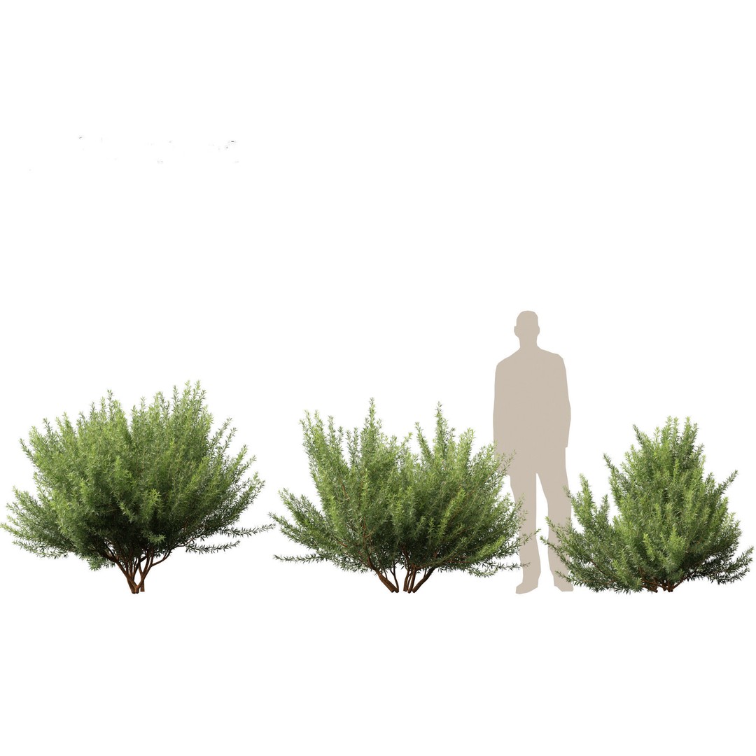 Leptospermum Scoparium 3D Model – Low Poly Game Asset, FBX, Blender - View 4