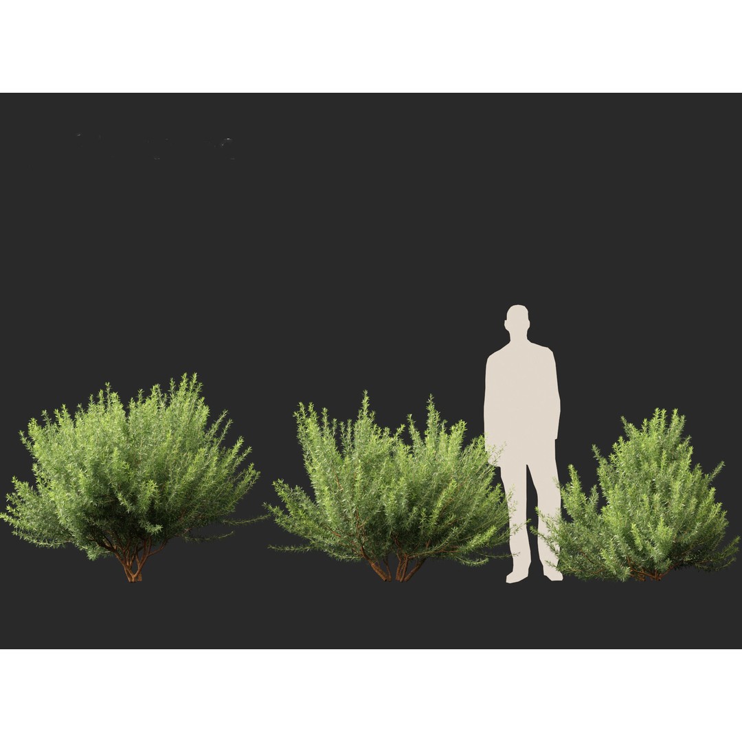 Leptospermum Scoparium 3D Model – Low Poly Game Asset, FBX, Blender - View 5