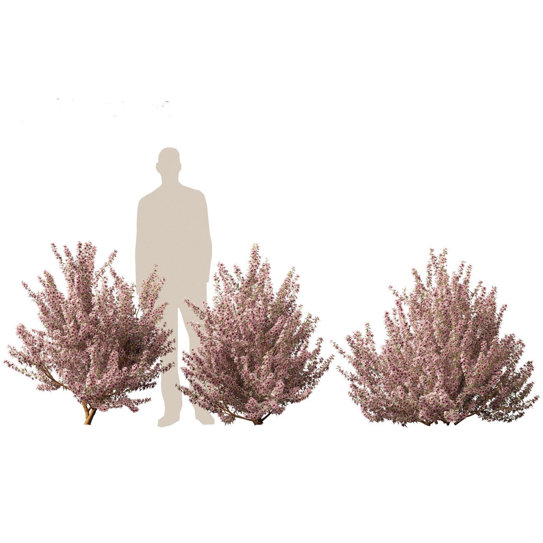 Leptospermum Scoparium 3D Model – Low Poly Game Asset, FBX, Blender - View 6