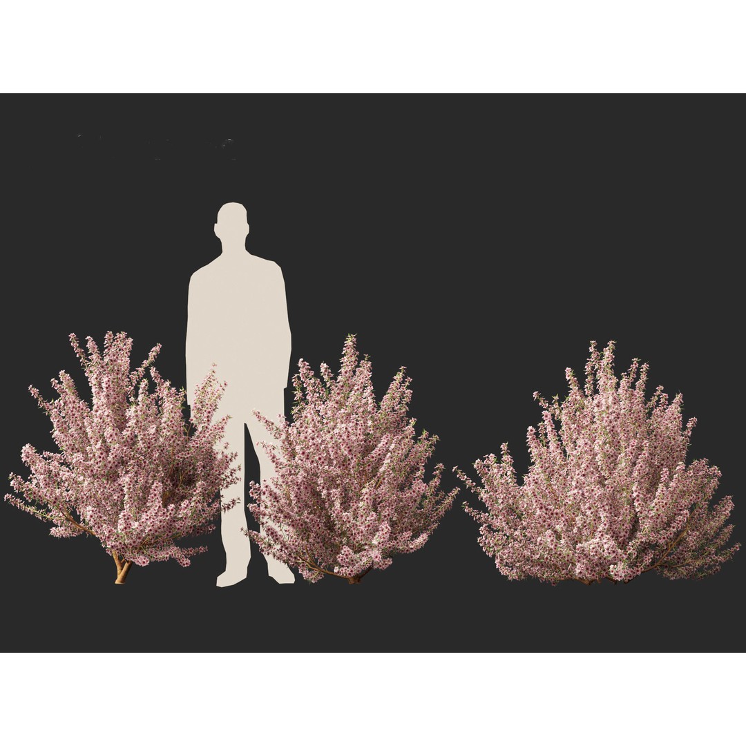 Leptospermum Scoparium 3D Model – Low Poly Game Asset, FBX, Blender - View 7