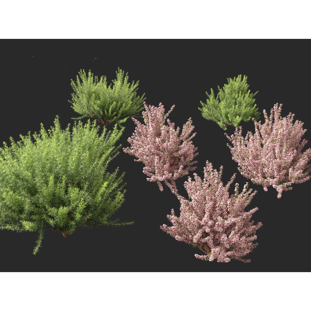 Leptospermum Scoparium 3D Model – Low Poly Game Asset, FBX, Blender - View 8