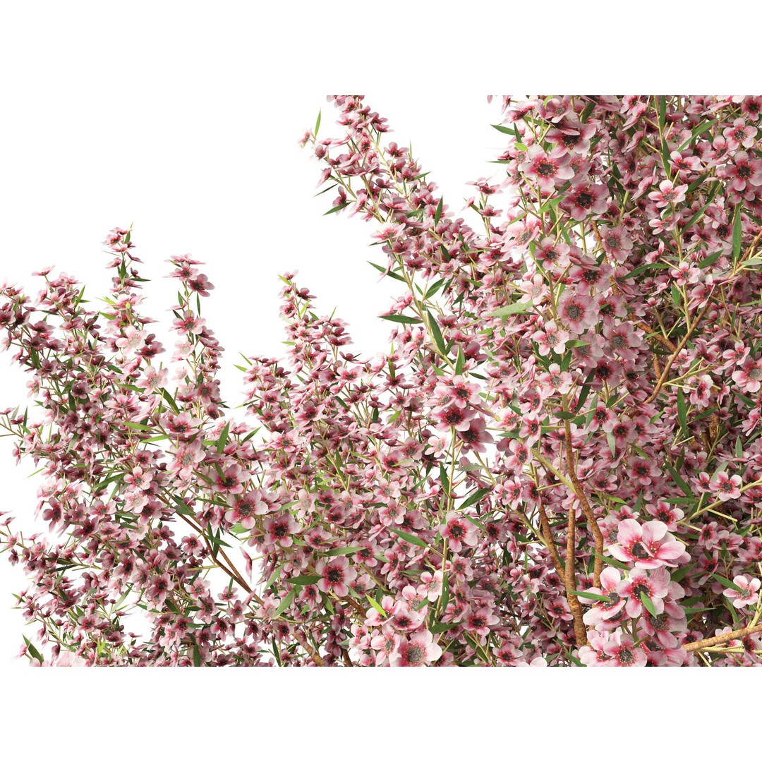 Leptospermum Scoparium 3D Model – Low Poly Game Asset, FBX, Blender - View 9