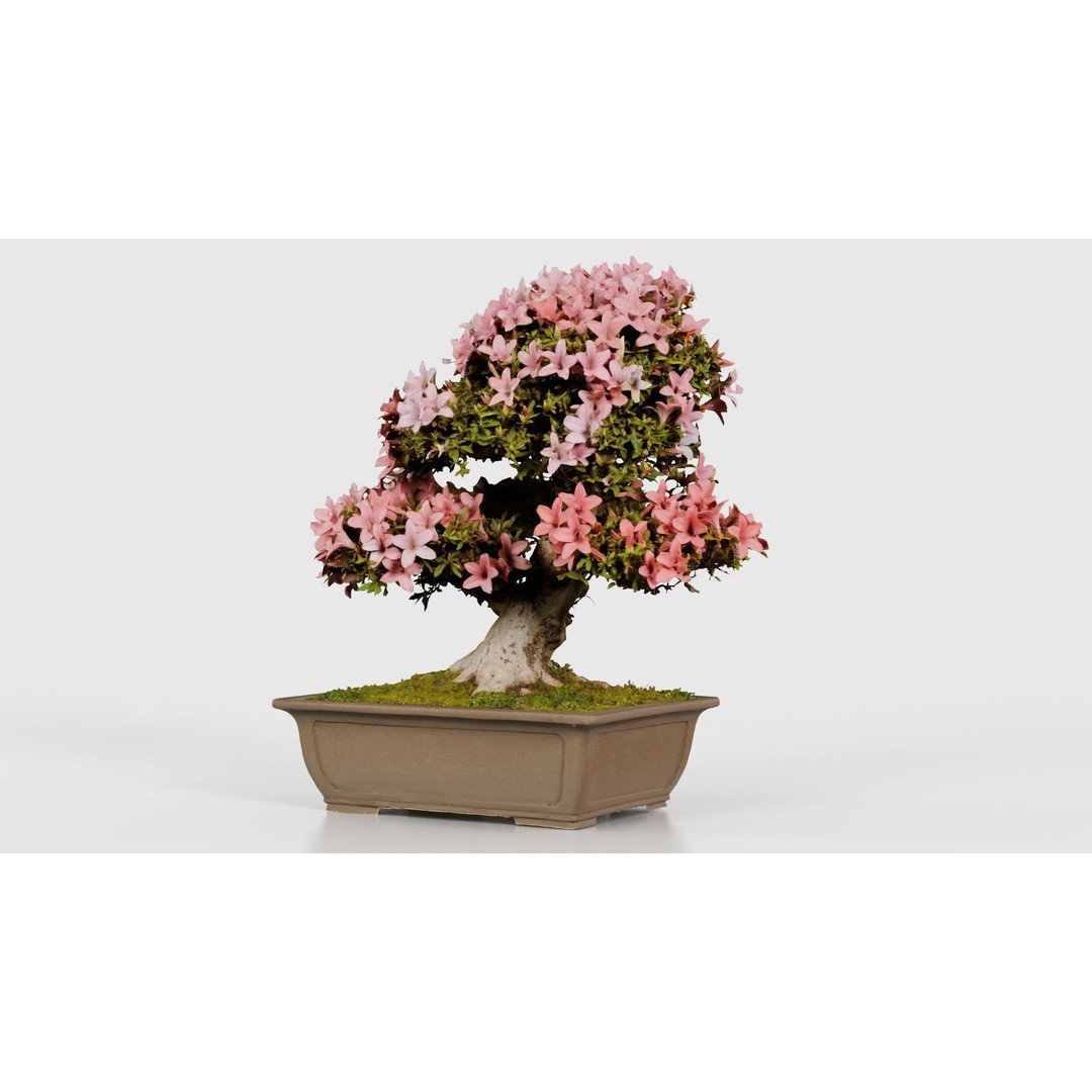 Satsuki Azalea 3D Model – Low Poly Bonsai Tree with PBR Textures