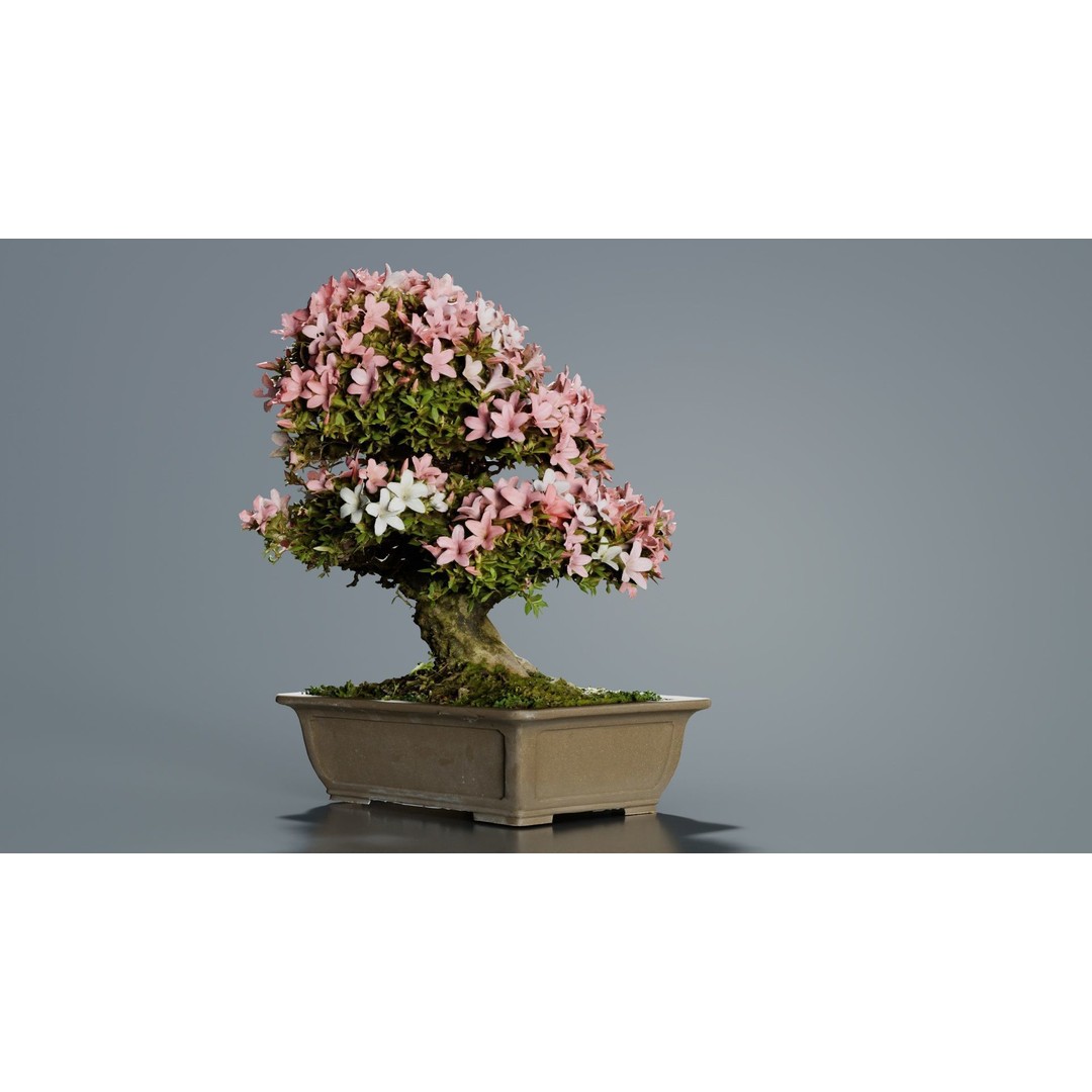 Satsuki Azalea 3D Model – Low Poly Bonsai Tree with PBR Textures - View 10