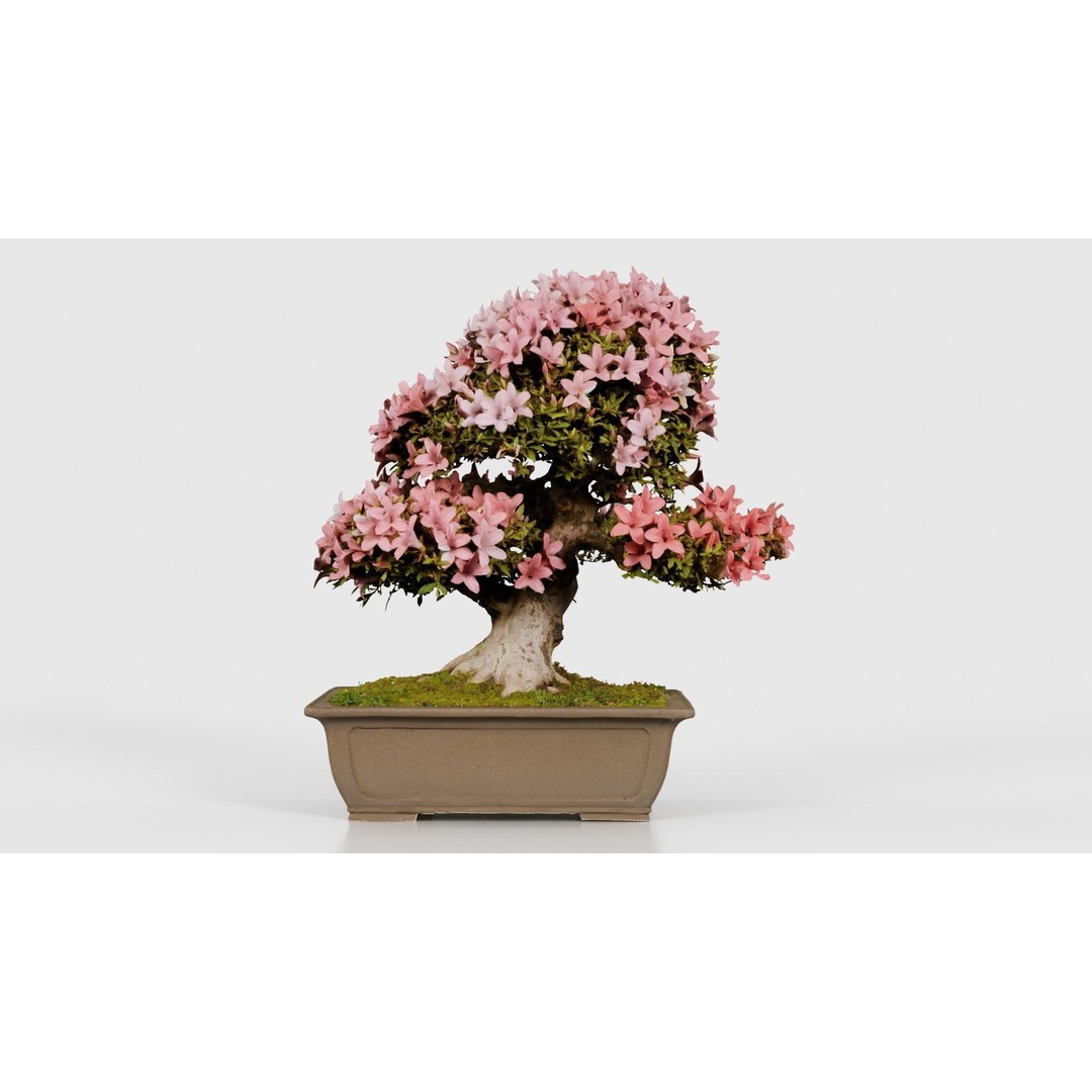 Satsuki Azalea 3D Model – Low Poly Bonsai Tree with PBR Textures - View 17