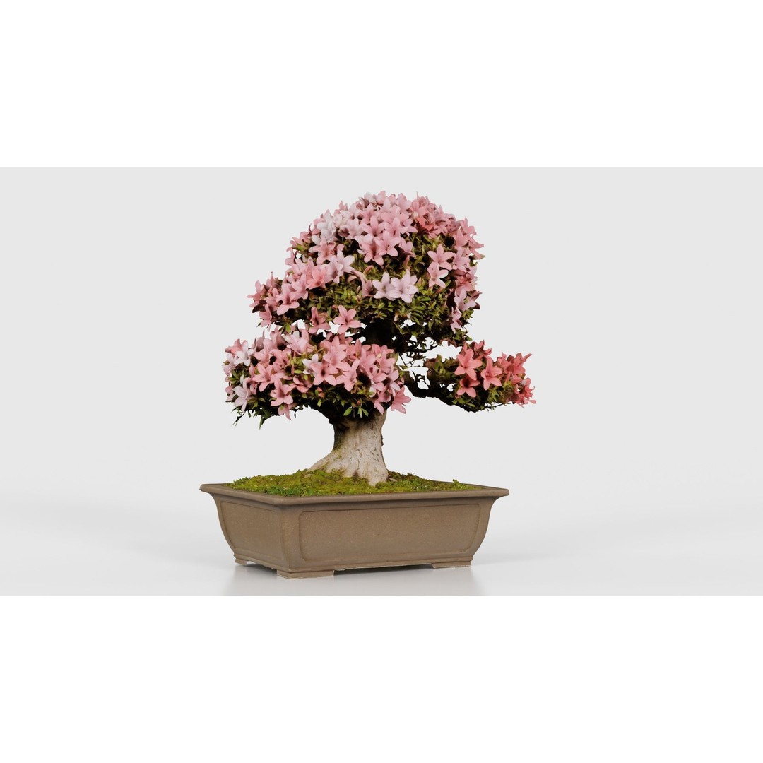 Satsuki Azalea 3D Model – Low Poly Bonsai Tree with PBR Textures - View 18
