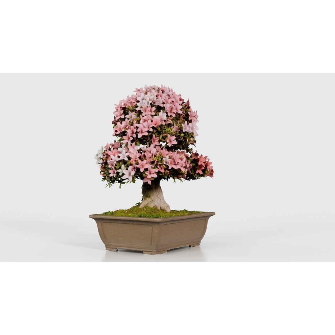 Satsuki Azalea 3D Model – Low Poly Bonsai Tree with PBR Textures - View 19
