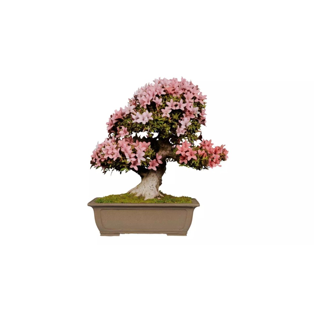 Satsuki Azalea 3D Model – Low Poly Bonsai Tree with PBR Textures - View 2