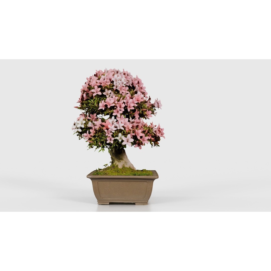 Satsuki Azalea 3D Model – Low Poly Bonsai Tree with PBR Textures - View 20