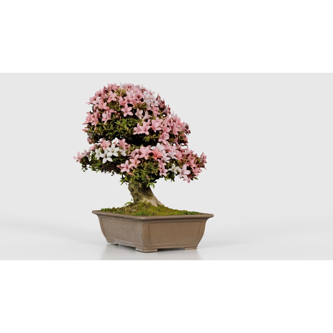 Satsuki Azalea 3D Model – Low Poly Bonsai Tree with PBR Textures - View 21