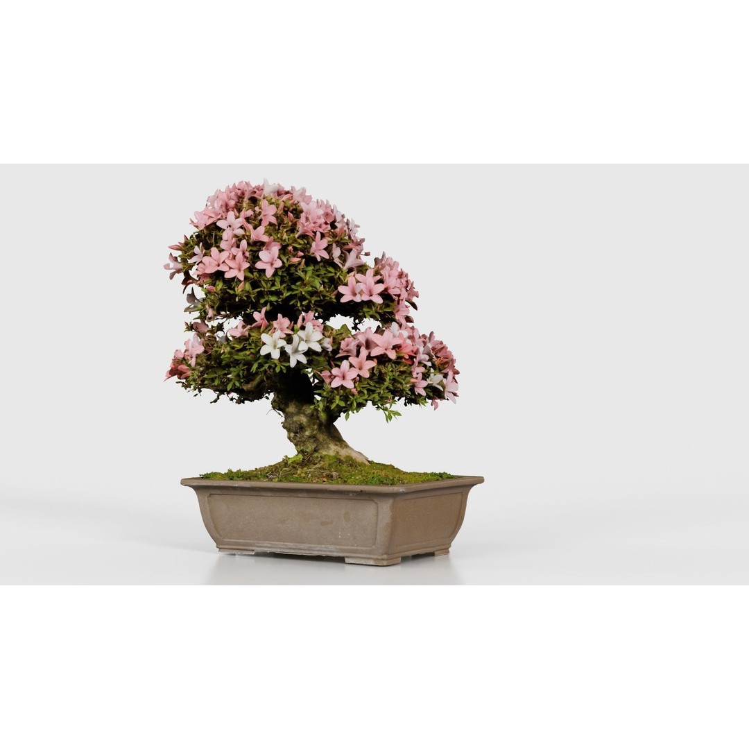 Satsuki Azalea 3D Model – Low Poly Bonsai Tree with PBR Textures - View 22