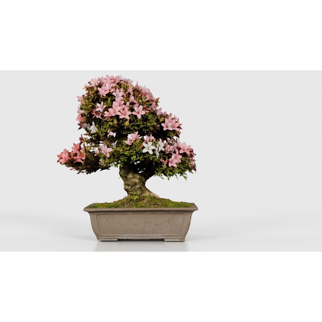 Satsuki Azalea 3D Model – Low Poly Bonsai Tree with PBR Textures - View 23