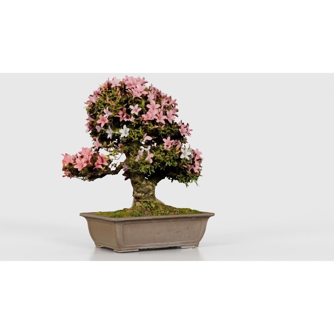 Satsuki Azalea 3D Model – Low Poly Bonsai Tree with PBR Textures - View 24