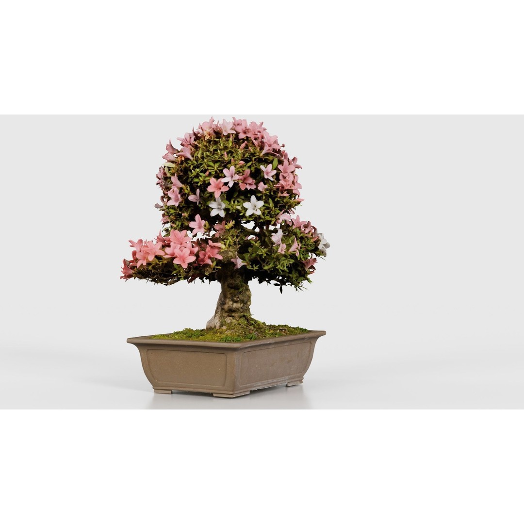 Satsuki Azalea 3D Model – Low Poly Bonsai Tree with PBR Textures - View 25