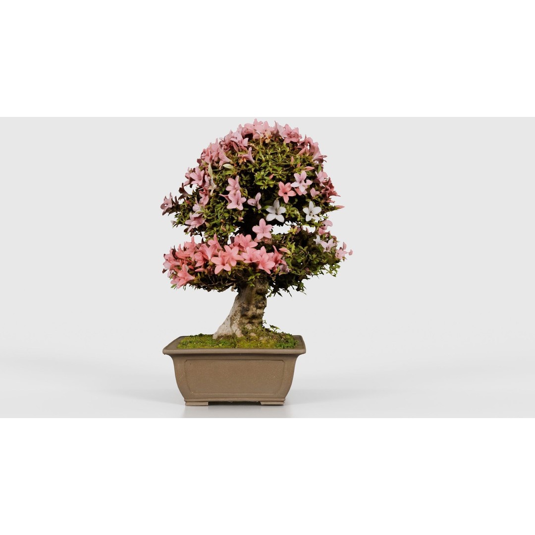 Satsuki Azalea 3D Model – Low Poly Bonsai Tree with PBR Textures - View 26