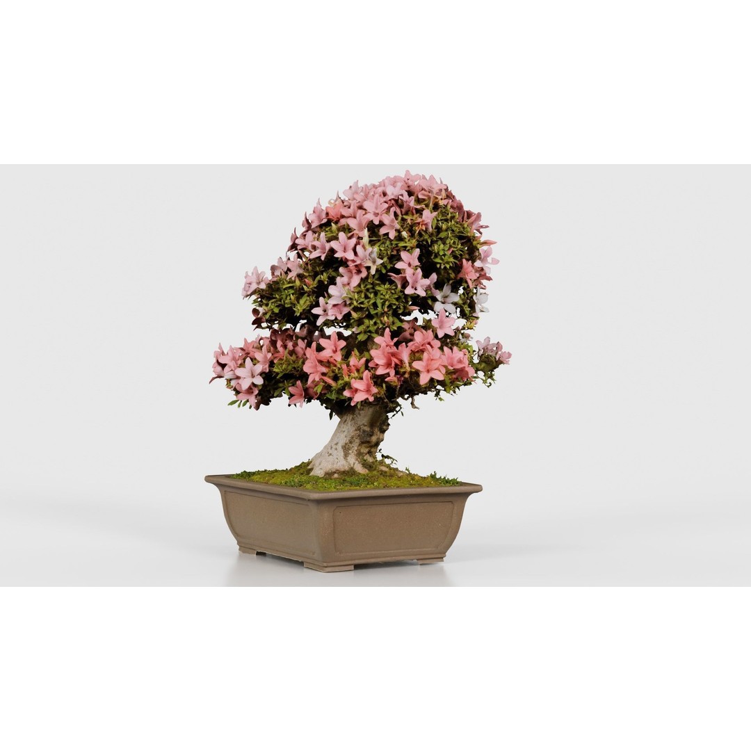 Satsuki Azalea 3D Model – Low Poly Bonsai Tree with PBR Textures - View 27