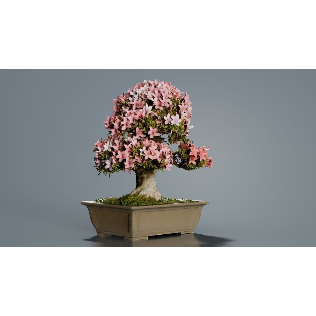 Satsuki Azalea 3D Model – Low Poly Bonsai Tree with PBR Textures - View 3