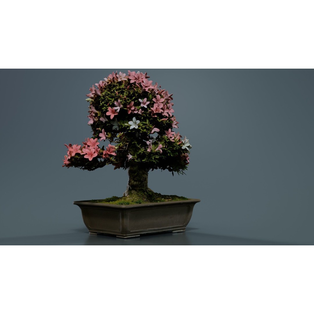 Satsuki Azalea 3D Model – Low Poly Bonsai Tree with PBR Textures - View 4