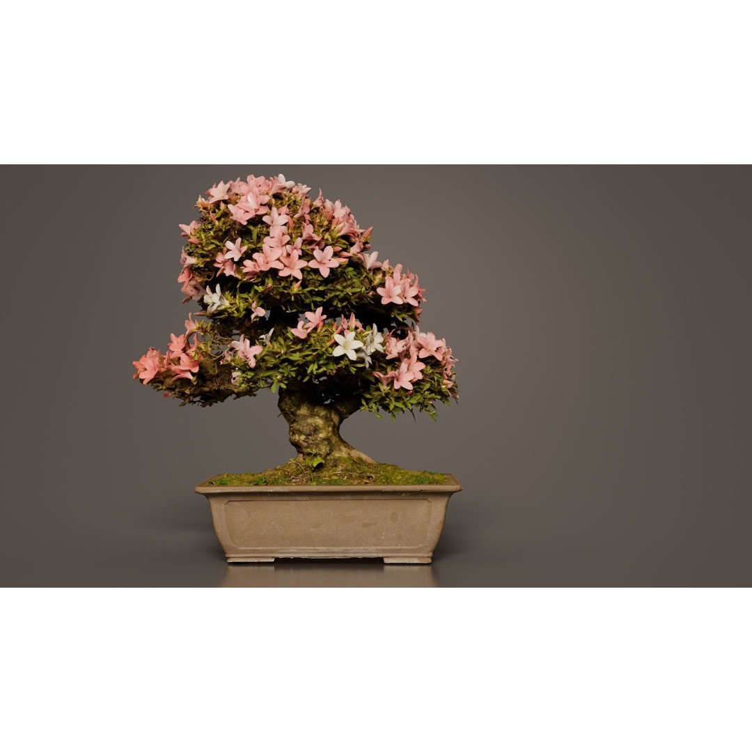 Satsuki Azalea 3D Model – Low Poly Bonsai Tree with PBR Textures - View 5