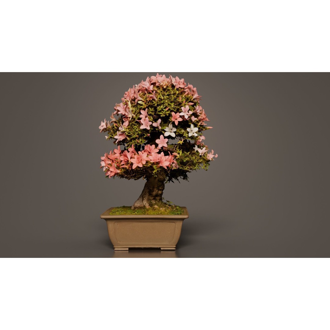 Satsuki Azalea 3D Model – Low Poly Bonsai Tree with PBR Textures - View 6