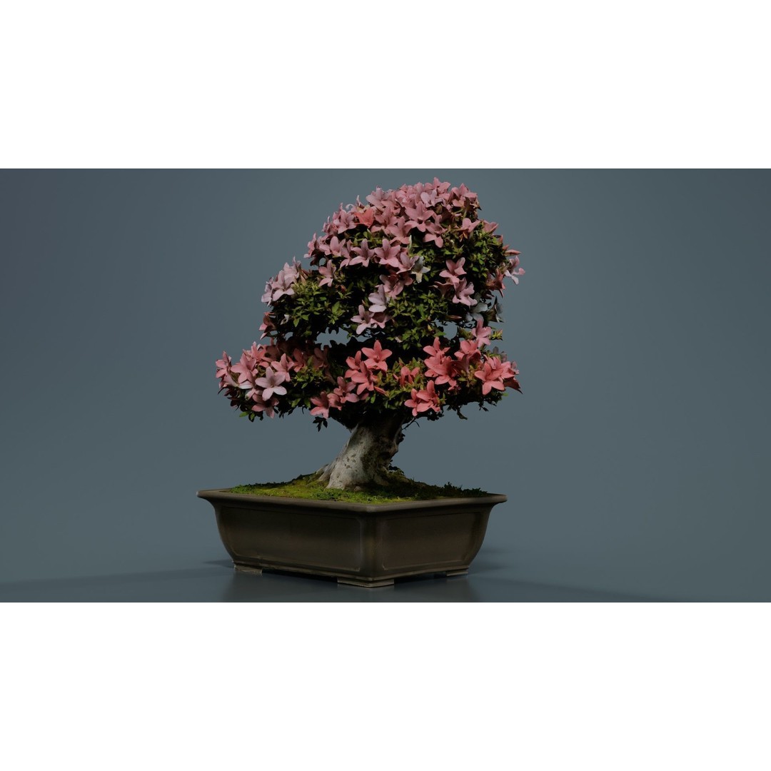 Satsuki Azalea 3D Model – Low Poly Bonsai Tree with PBR Textures - View 7