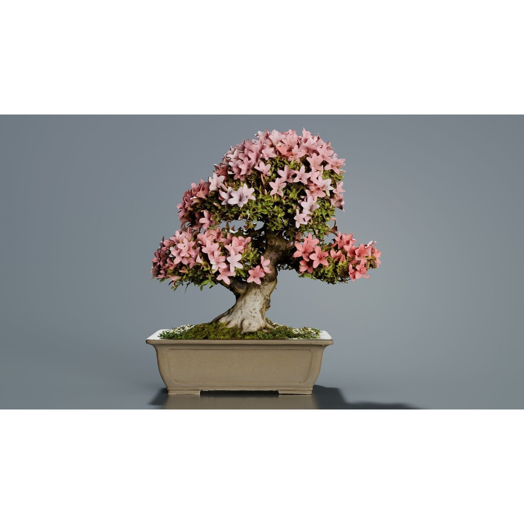 Satsuki Azalea 3D Model – Low Poly Bonsai Tree with PBR Textures - View 8
