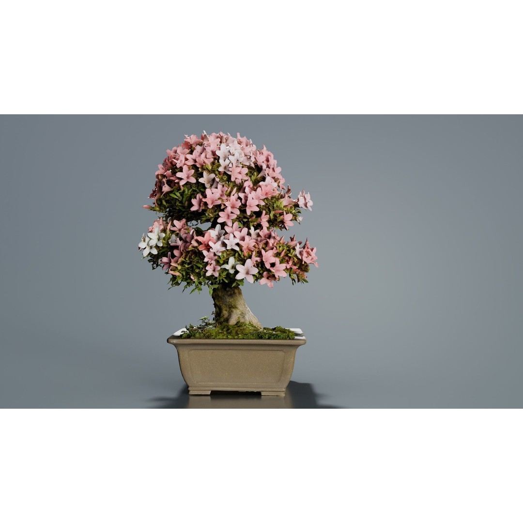 Satsuki Azalea 3D Model – Low Poly Bonsai Tree with PBR Textures - View 9