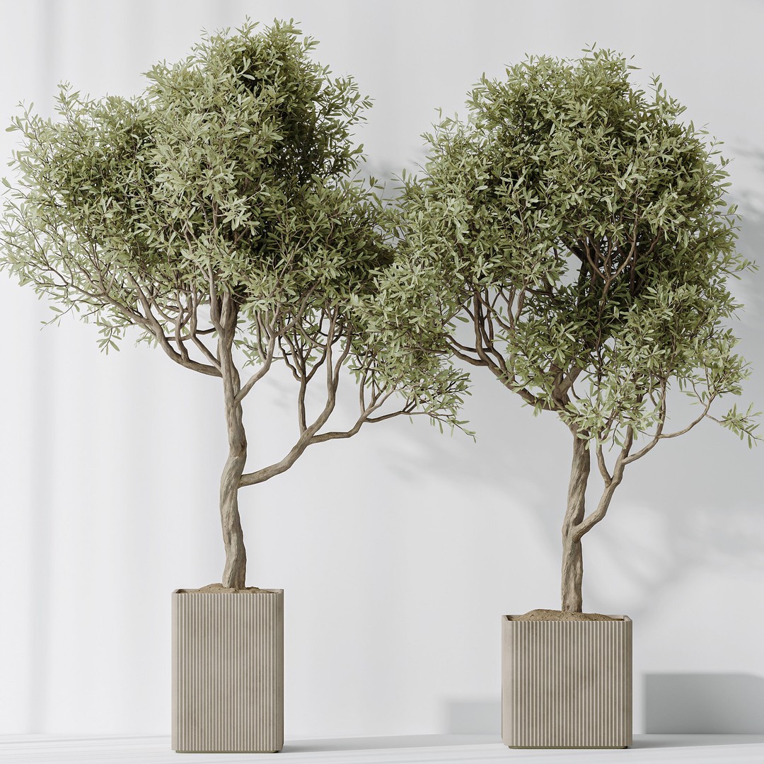 Indoor Plants 3D Model – Realistic Olive, Lemon, and Ficus Set - View 10