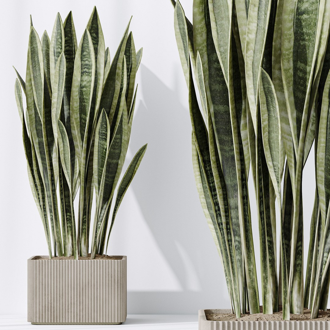 Indoor Plants 3D Model – Realistic Olive, Lemon, and Ficus Set - View 11