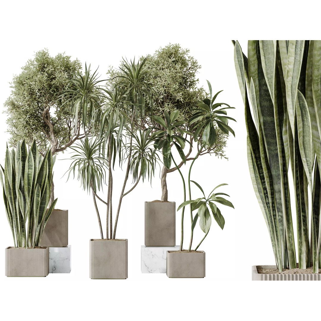 Indoor Plants 3D Model – Realistic Olive, Lemon, and Ficus Set - View 2