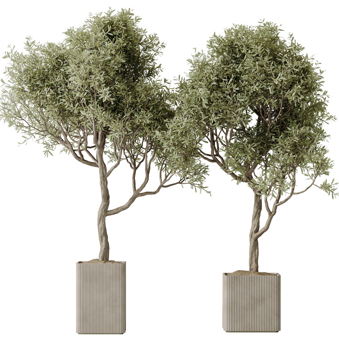 Indoor Plants 3D Model – Realistic Olive, Lemon, and Ficus Set - View 4