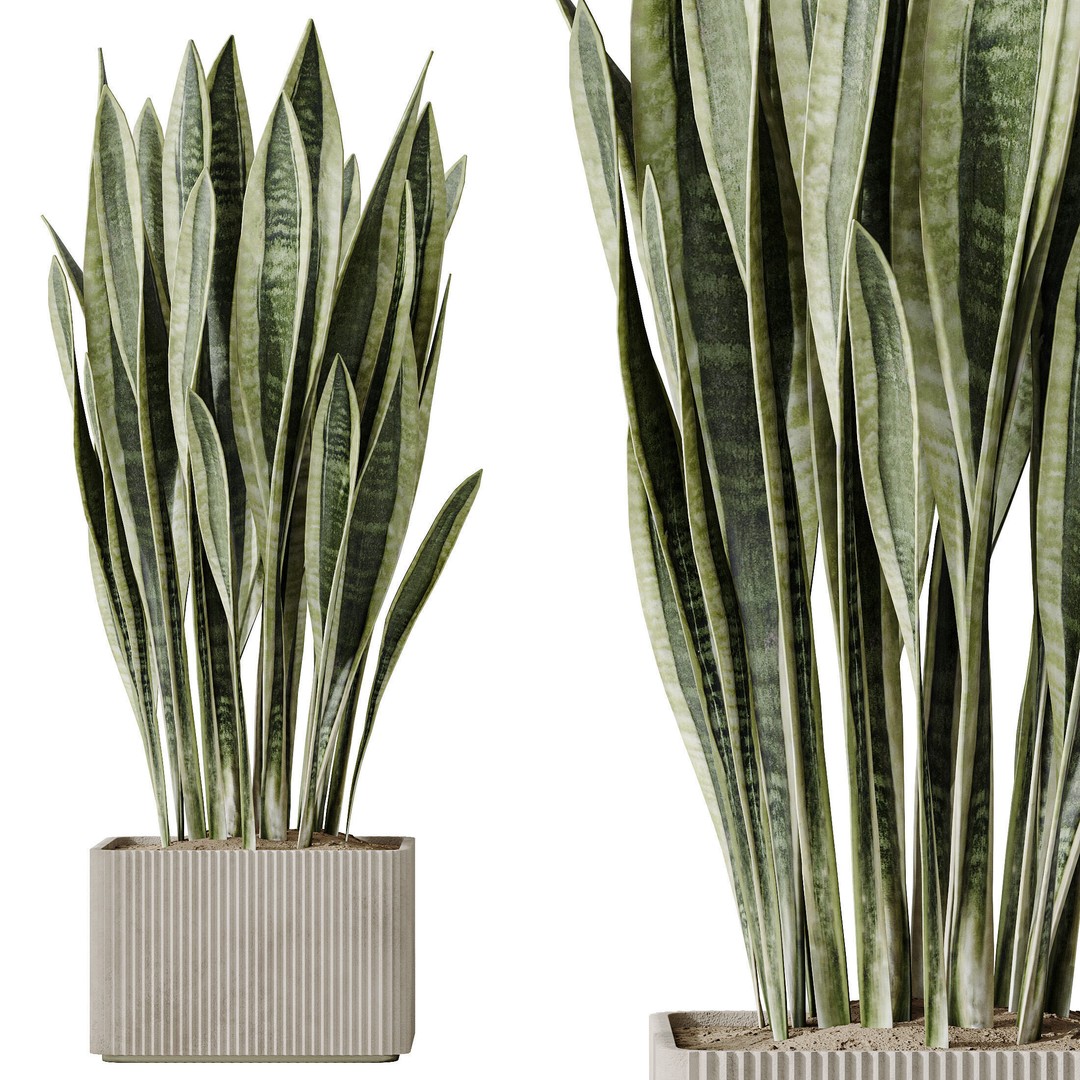 Indoor Plants 3D Model – Realistic Olive, Lemon, and Ficus Set - View 5