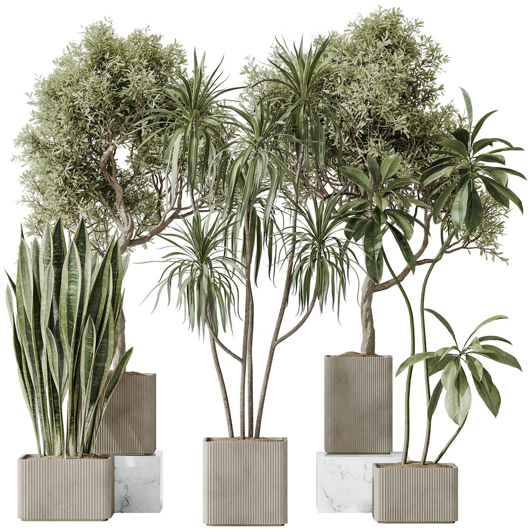 Indoor Plants 3D Model – Realistic Olive, Lemon, and Ficus Set - View 7