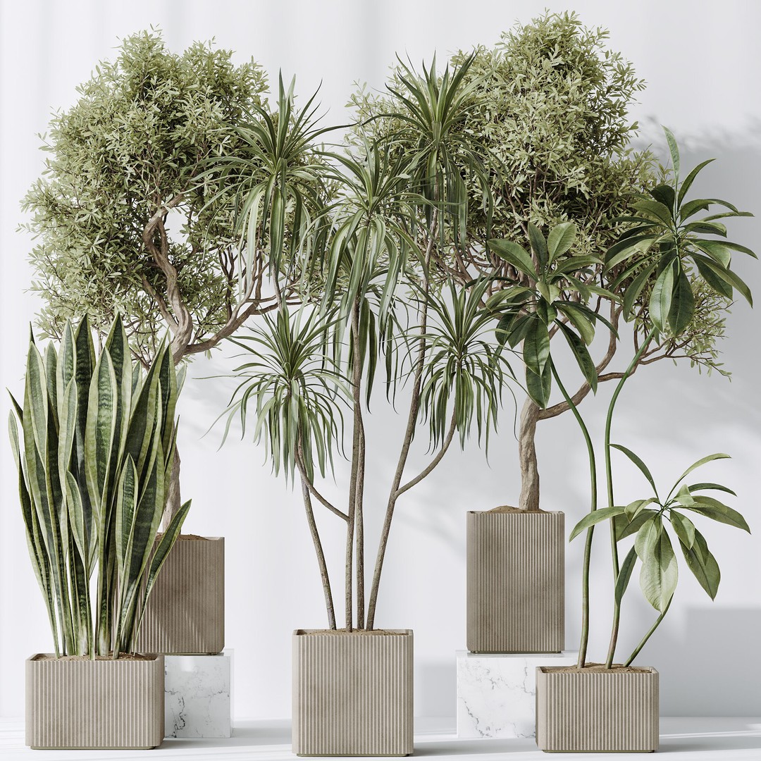 Indoor Plants 3D Model – Realistic Olive, Lemon, and Ficus Set - View 8