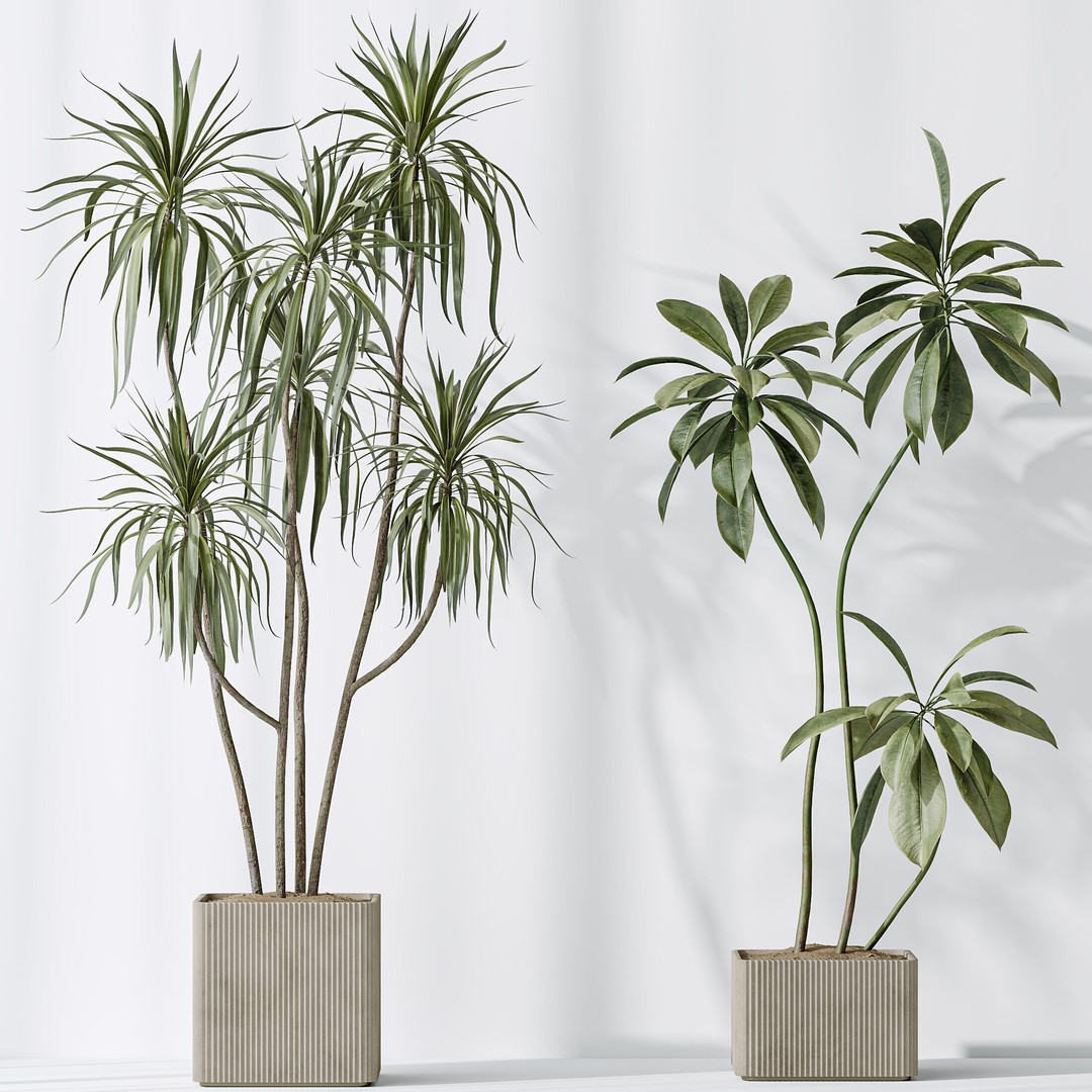 Indoor Plants 3D Model – Realistic Olive, Lemon, and Ficus Set - View 9