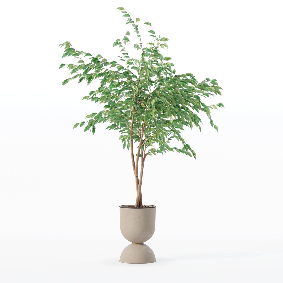 Ficus Benjamina 3D Model – Modern Pot Plant, PBR Textures, FBX, OBJ