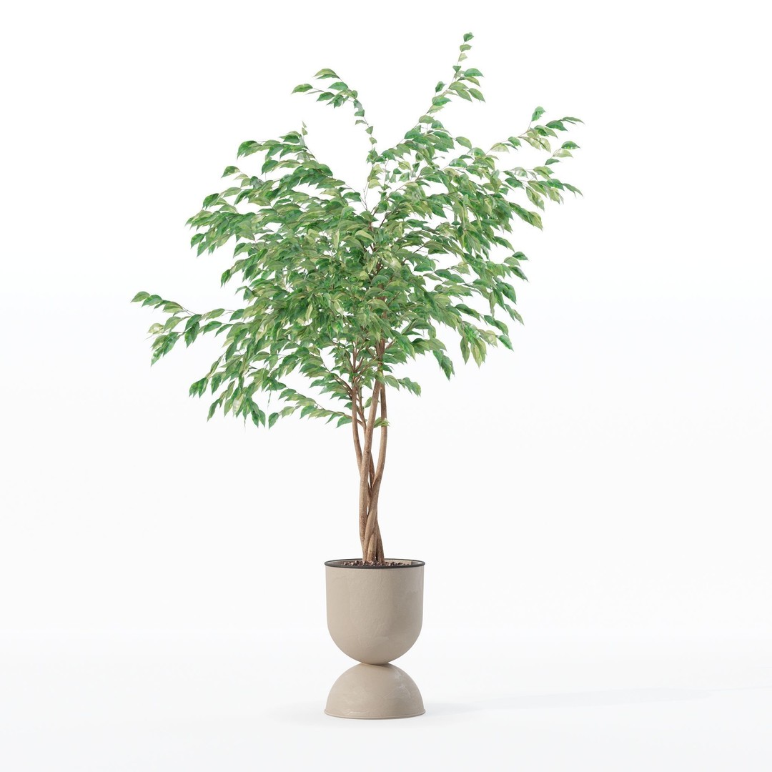 Ficus Benjamina 3D Model – Modern Pot Plant, PBR Textures, FBX, OBJ - View 10