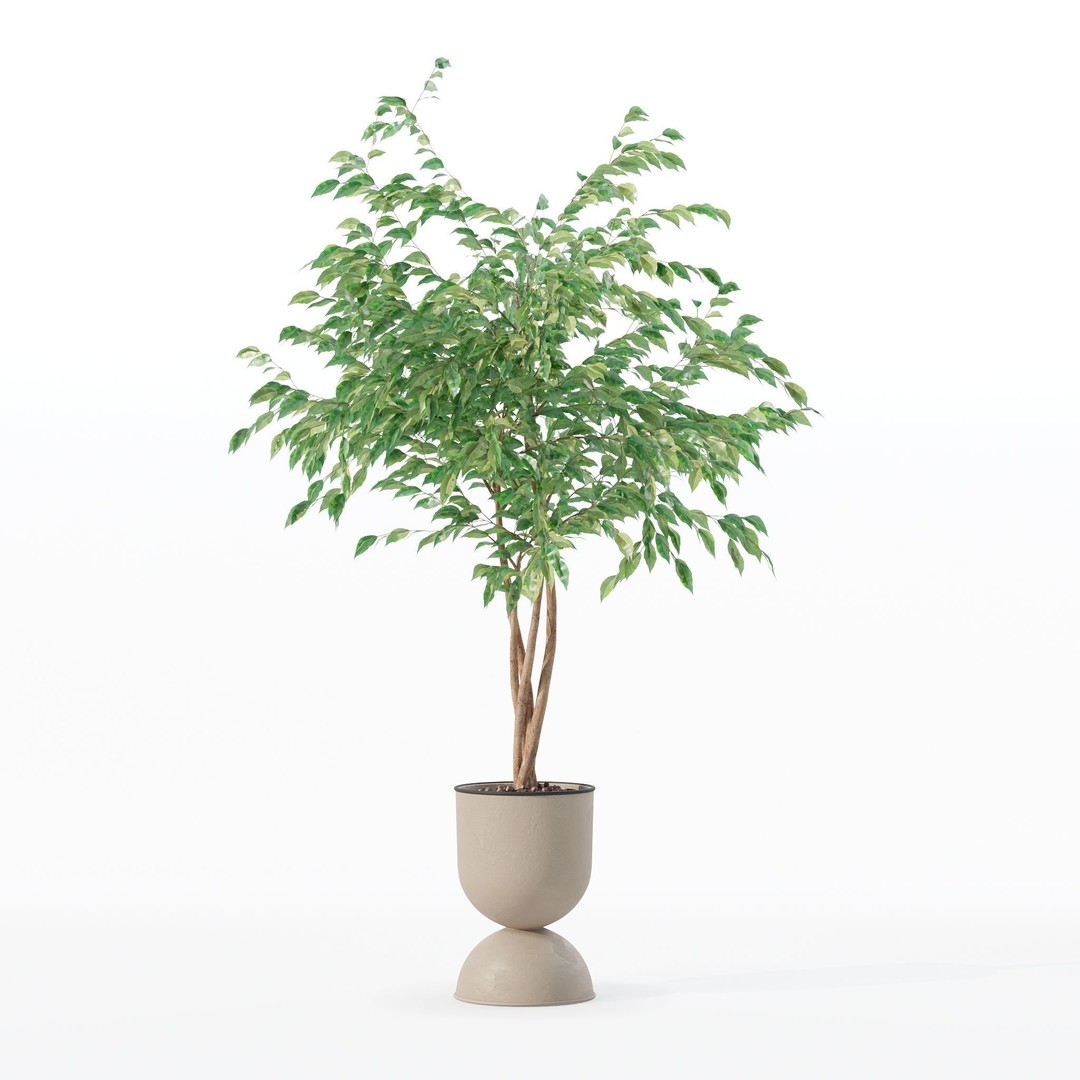 Ficus Benjamina 3D Model – Modern Pot Plant, PBR Textures, FBX, OBJ - View 11