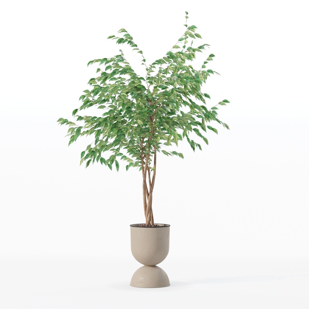 Ficus Benjamina 3D Model – Modern Pot Plant, PBR Textures, FBX, OBJ - View 12