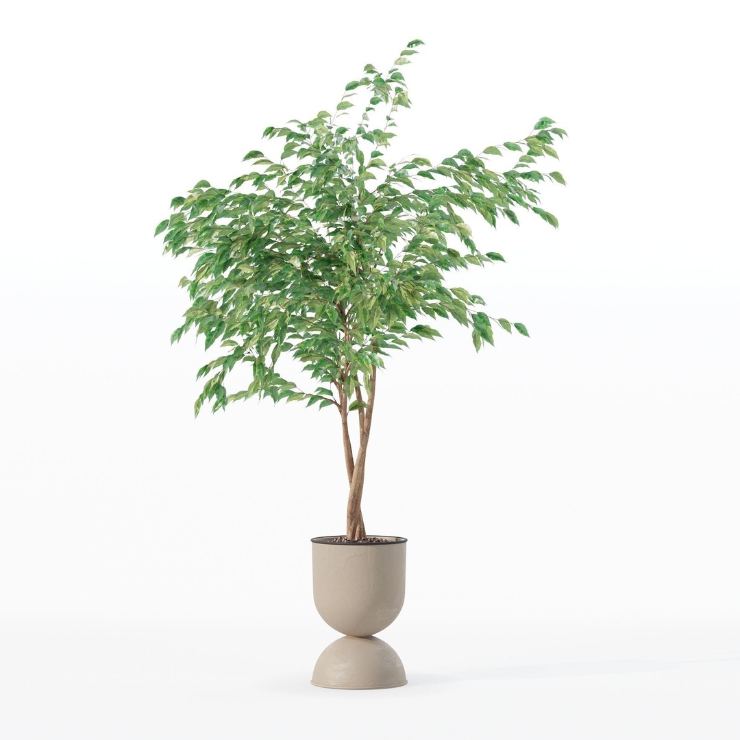 Ficus Benjamina 3D Model – Modern Pot Plant, PBR Textures, FBX, OBJ - View 13