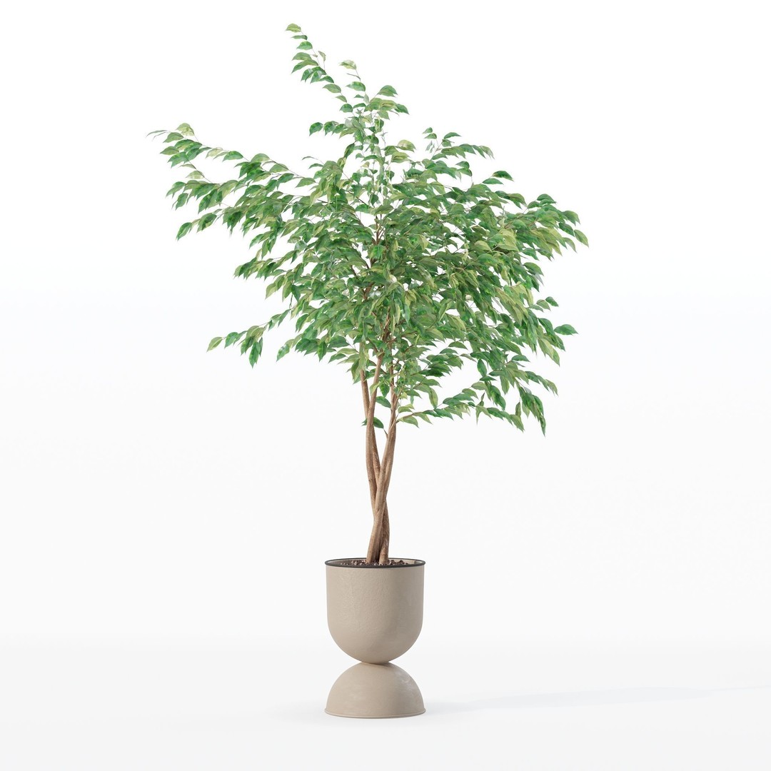 Ficus Benjamina 3D Model – Modern Pot Plant, PBR Textures, FBX, OBJ - View 14