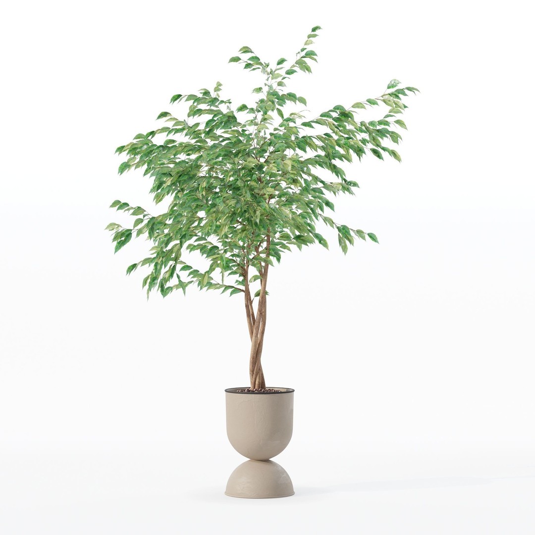 Ficus Benjamina 3D Model – Modern Pot Plant, PBR Textures, FBX, OBJ - View 15
