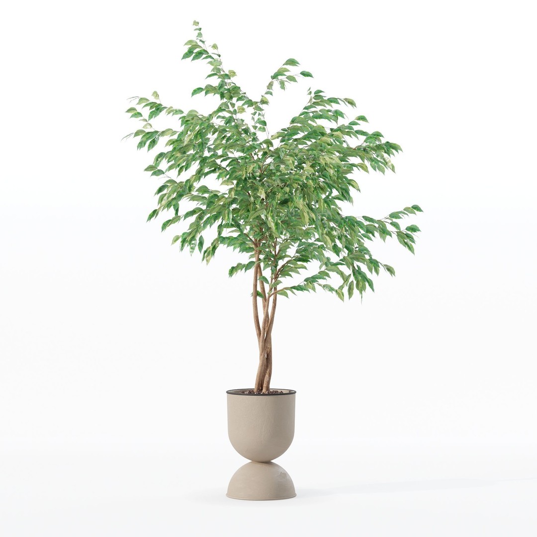 Ficus Benjamina 3D Model – Modern Pot Plant, PBR Textures, FBX, OBJ - View 16