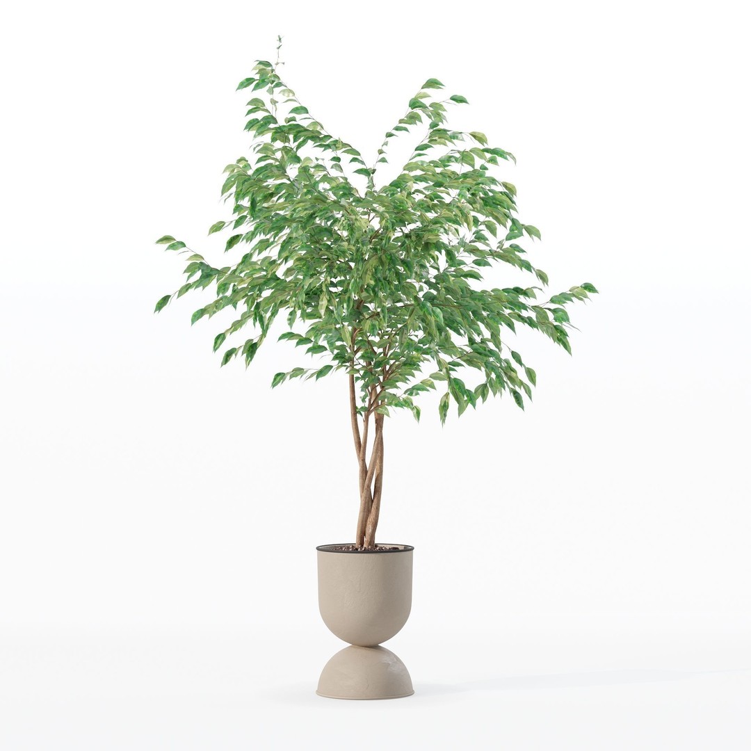 Ficus Benjamina 3D Model – Modern Pot Plant, PBR Textures, FBX, OBJ - View 17