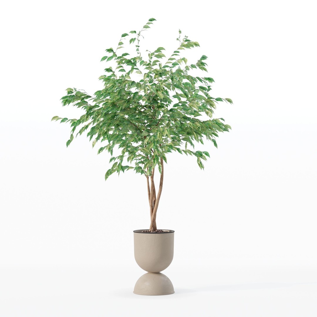 Ficus Benjamina 3D Model – Modern Pot Plant, PBR Textures, FBX, OBJ - View 18