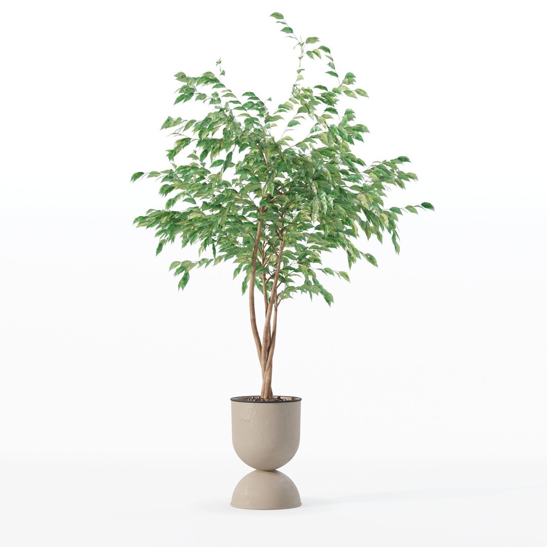 Ficus Benjamina 3D Model – Modern Pot Plant, PBR Textures, FBX, OBJ - View 19