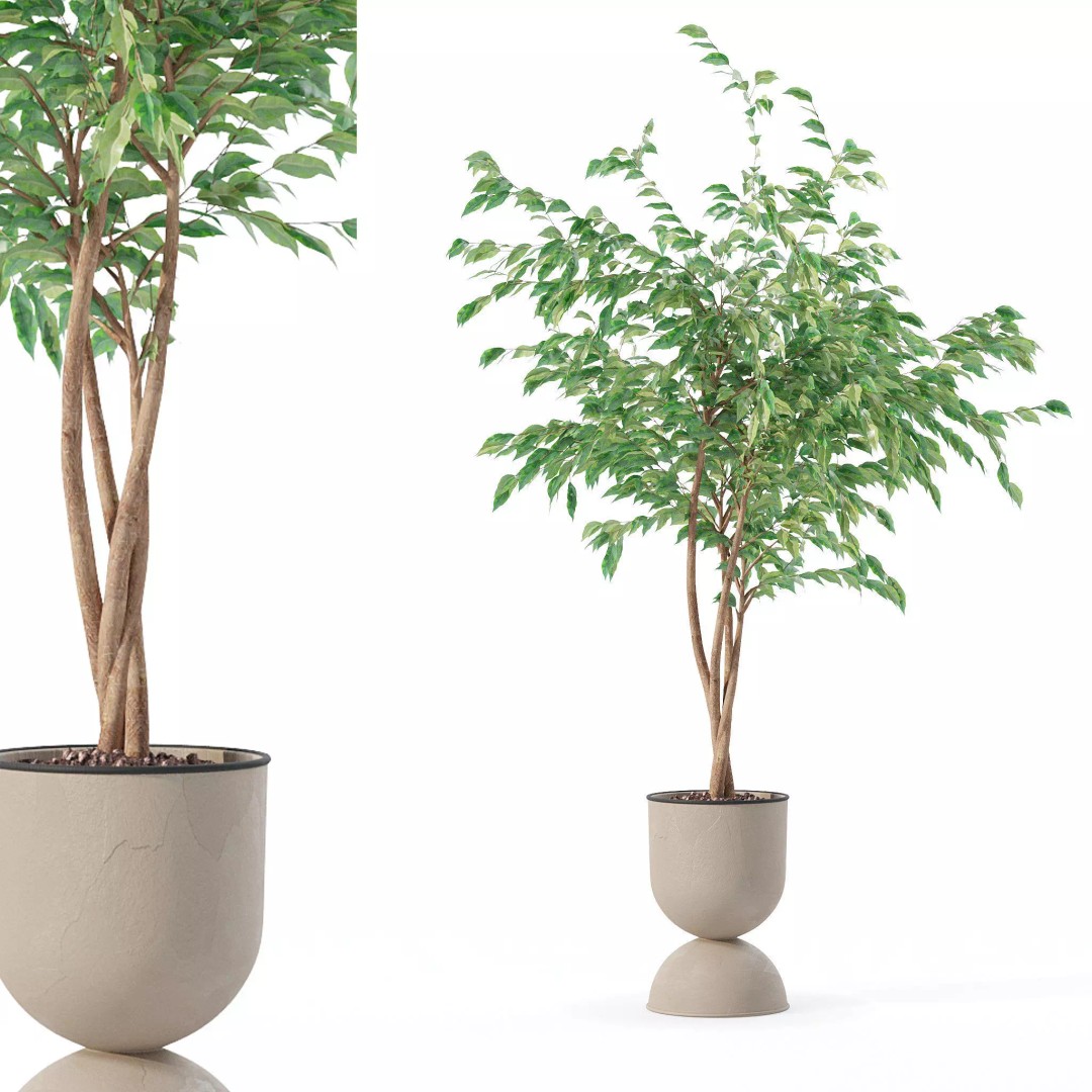 Ficus Benjamina 3D Model – Modern Pot Plant, PBR Textures, FBX, OBJ - View 2