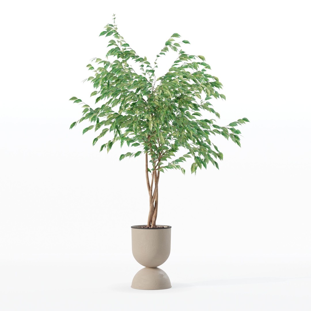 Ficus Benjamina 3D Model – Modern Pot Plant, PBR Textures, FBX, OBJ - View 20